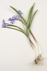 Botanisk tavla/Chionodoxa forbesii/Chionodoxa luciliae/Snöns Glory