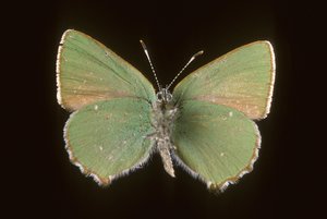 Callophrys rubi/Argus grön av Augustus Kollner