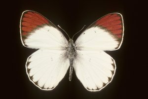 Colotis danae/Crimson av Augustus Kollner