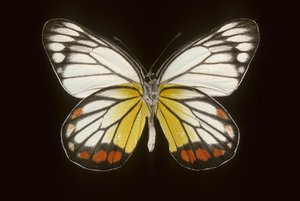 Delias hyparete/Man av Augustus Kollner