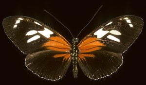 Heliconius burneyi catherina/Heliconie av Augustus Kollner