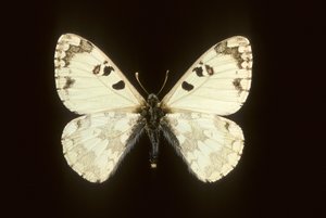 Hypermnestra helios av Augustus Kollner