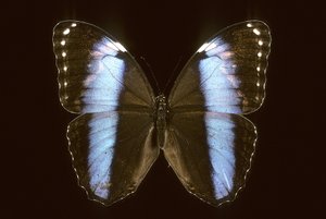 Morpho achilles/hane av Augustus Kollner
