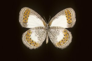 Physcaeneura leda av Augustus Kollner
