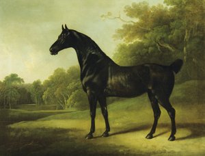En Bay Horse i ett skogslandskap