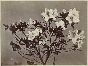 Blomma stilleben med liljor av Charles Hippolyte Aubry