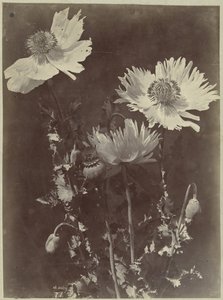 Blomsterstilleben med vallmo av Charles Hippolyte Aubry
