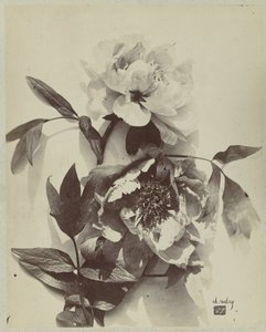 Blomsterstilleben med pioner av Charles Hippolyte Aubry