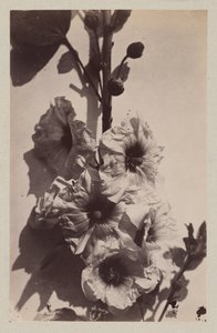 Blomma stilleben med stockrosa av Charles Hippolyte Aubry