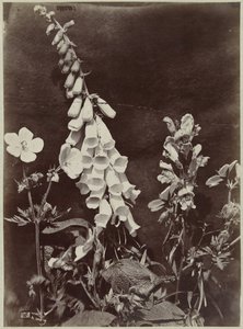 Blomma stilleben med fingerborgshandske av Charles Hippolyte Aubry