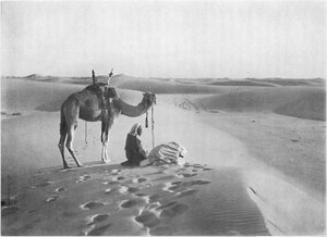 Solnedgångsbönen i öknen, c1913