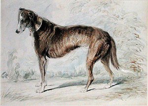 Lurcher (akvarell & kroppsfärg och penna på tonat papper)
