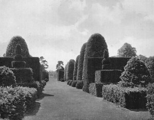 Ilex och Yew av Charles Latham