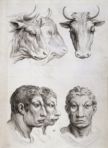 Jämförelse män/boskap av Charles Le Brun