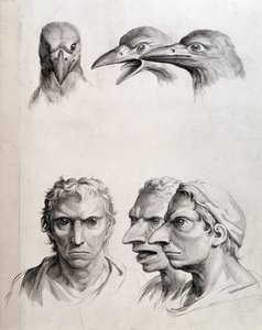 Profiler av fågel och "man-bird (man-bird)" - av Lebrun, i "" Behandlingar av människans fysionomi jämfört med djurens""
