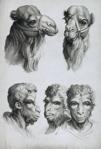 Likheter mellan kamelhuvudet och människohuvudet, ur "Livre de portraiture pour ceux qui commencent a dessiner" av Le Brun