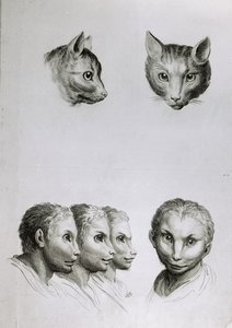 Likheter mellan huvudet på en katt och en man, från "Porträttbok för dem som börjar rita" av Le Brun