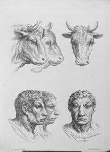 Likheter mellan huvudet på en oxe och en man, från "Porträttbok för dem som börjar rita" av Le Brun av Charles Le Brun