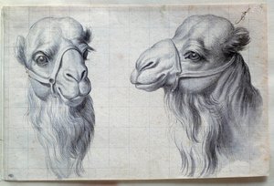 Studier av två kamelhuvuden Teckning av Charles Lebrun (Le Brun) (1619-1690) 1600-talet. Dämpa. 0,22x0,32 m. Paris, Louvren av Charles Le Brun