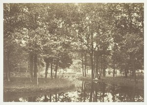 Utan titel, c. 1850. [Träd nära vatten i Bois de Boulogne, en park i Paris]. av Charles Marville