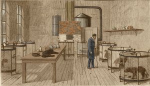 Hundar i burar i Louis Pasteurs laboratorium av Charles Paul Renouard