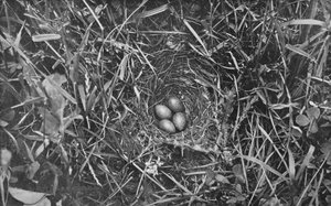 Nest of Skylark, c1882, 1912 av Charles Reid