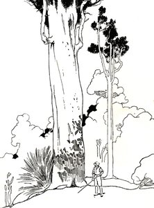 Ett Kauri-träd, 1912 av Charles Robinson