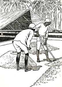 Torkning av kakao, 1912 av Charles Robinson
