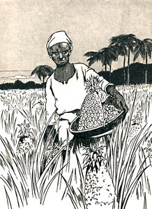 Samla ananas, 1912 av Charles Robinson