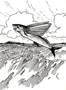 Flygfisken, 1912 av Charles Robinson