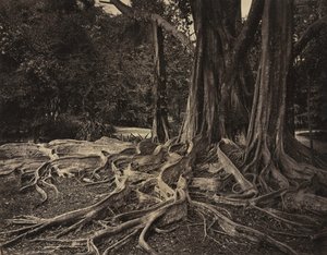 Rubber Tree, Assam, Indien Ficus Elastica, ca 1880-talet.
