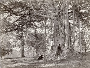 En gentleman som sitter under ett stort inhemskt träd på brittiska Ceylon, nu kallat Sri Lanka, 1880-talet av Charles T Scowen and Co