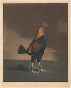 Tuppfäktning [ett par]:  2. Den trimmade tuppen av Charles Turner