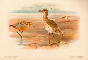 Stångstjärtsnäva Limosa rufa, rödbena Totanus, 1900, 1900 av Charles Whymper