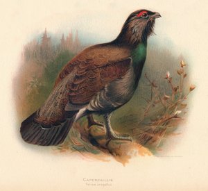 Tjäder Tetrao urogallus, 1900, 1900