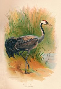 Trana Grus cinerea, 1900, 1900