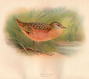 Kornknarren Crex pratensis, 1900, 1900 av Charles Whymper