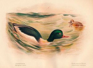 Goosander Merganser hjul, Harlequin Duck Cosmonetta histrionica, 1900, 1900 av Charles Whymper