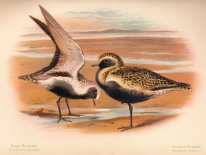 Plover Squatarola helvetica, Plover Charadrius pluvialus, 1900, 1900
