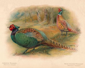 Japansk fasan Phasaianus versicolor, ringhalsad fasan Phasaianus torquatus, 1900, 190