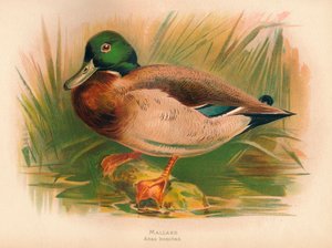 Gräsand Anas boschas, 1900, 1900