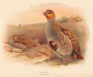 Rapphöna rapphöna, 1900, 1900