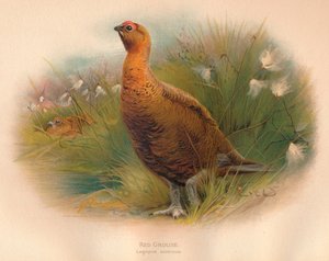Orra Lagopus scoticus, 1900, 1900