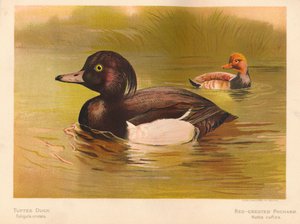 Tufted Duck Fuligata cristata, Röd- Crested Pochard Netta rufina, 1900, 1900