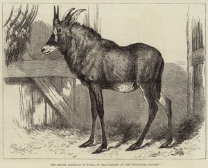 Equine Antilope of Nubia, i Zoological Societys trädgårdar av Charles William Carter