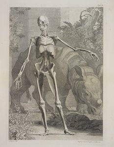Skelett och noshörning, tabeller över människokroppens skelett och muskler, av Bernhard Siegfried Albinus av Charles the Elder Grignion
