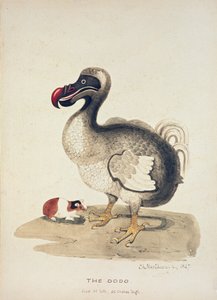 Studie av en Dodo och ett marsvin, 1847 av Charlotte Augusta Spencer Churchill