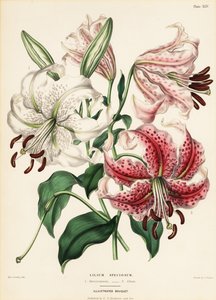 Japanska liljesorter, Lilium specioseum av Charlotte Caroline Sowerby