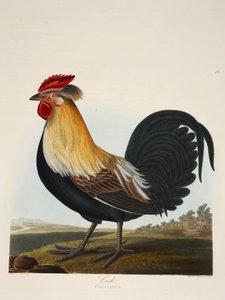 Cock, Phasianus, pub. 1835 Handfärgad gravyr. av Charlotte Lousia Emily Perrott