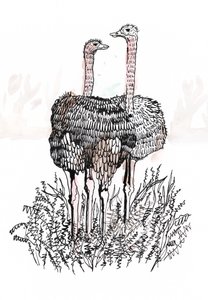 Flamingos, 2018 (penna och bläck) av Charlotte Orr